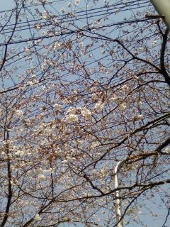 桜通りの始まりの木