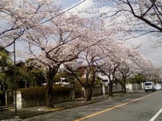 桜通り